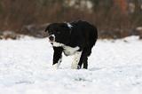 BORDER COLLIE 1171
